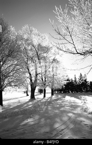 Le soleil brille à travers une forte gelée sur les arbres qui bordent l'allée pendant l'hiver. Banque D'Images