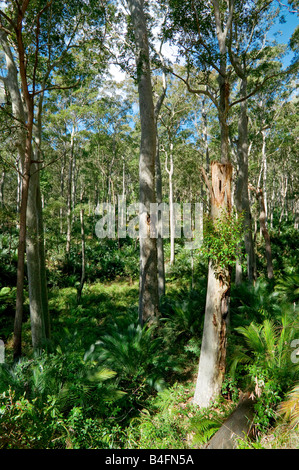 Forêt d'EUCALYPTUS PRÈS DE CANBERRA AUSTRALIE NOUVELLE GALLES DU SUD Banque D'Images