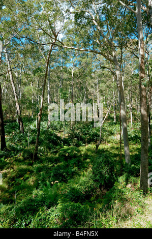 Forêt d'EUCALYPTUS PRÈS DE CANBERRA AUSTRALIE NOUVELLE GALLES DU SUD Banque D'Images