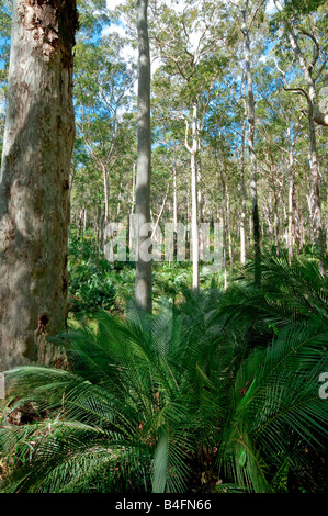 Forêt d'EUCALYPTUS PRÈS DE CANBERRA AUSTRALIE NOUVELLE GALLES DU SUD Banque D'Images