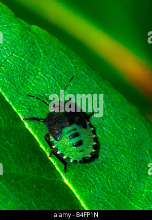 Un Green Shield Bug (Palomena prasina). Banque D'Images