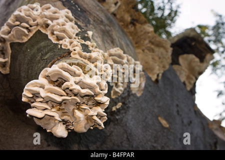 Arbre généalogique famille de champignons poussant sur un gros tronc d'arbre Banque D'Images