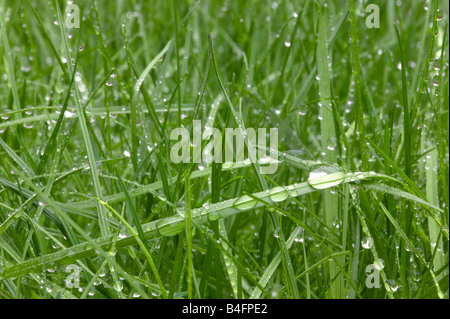 L'herbe verte humide avec des gouttelettes d'eau sur Banque D'Images