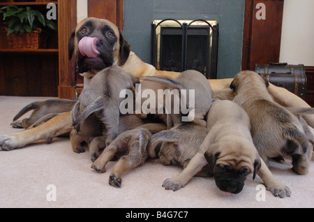 12 Old English Mastiff chiots avec leur maman Ellie à elle Netherton a produit une portée de 20 Octobre 2003 Banque D'Images