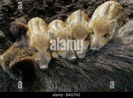 Quatre Le sanglier (Sus scrofa) porcelets reposant sur leur mère Banque D'Images