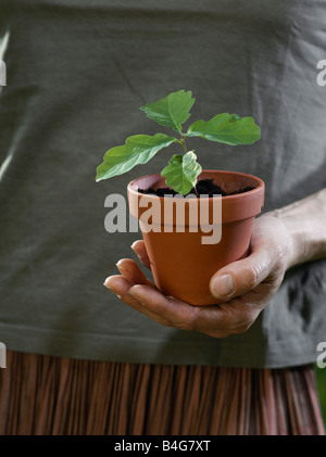Un cupped hand holding a potted plant Banque D'Images
