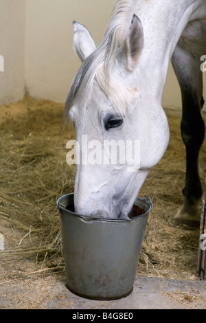 Un cheval à partir d'un seau d'alimentation Banque D'Images