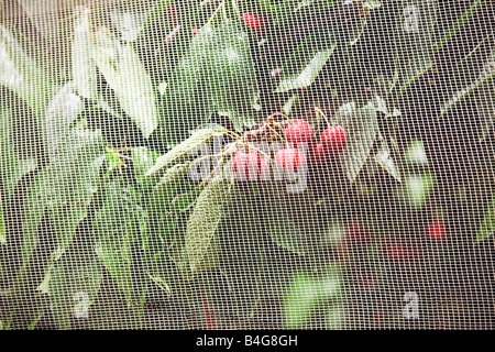 De plus en plus les cerises sur un arbre derrière la compensation Banque D'Images