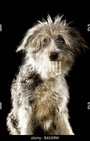 Bearded Collie race mélangée Banque D'Images