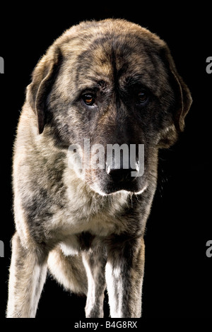 Chien de Berger d'Anatolie, Portrait Banque D'Images