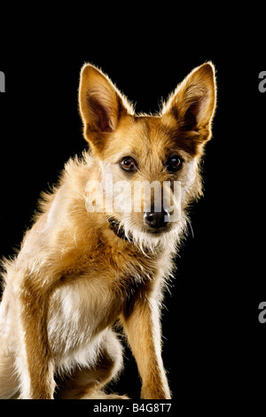 Portrait de berger, Mixed-Breed Banque D'Images