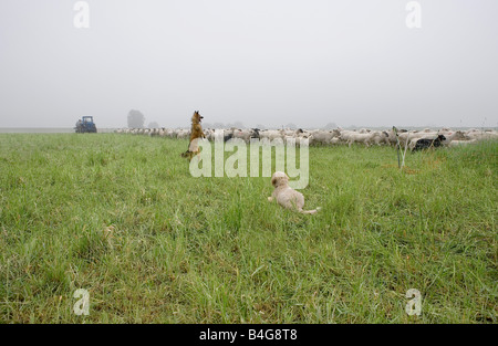 Deux chiens et un troupeau de moutons Banque D'Images