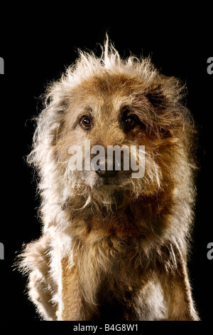 Mixed-Breed chien, portrait Banque D'Images