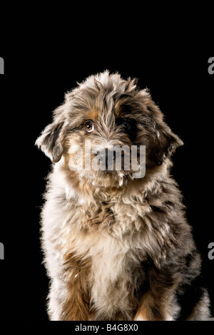 Mixed-Breed Chien, portrait Banque D'Images