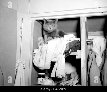 Un Chat Noir Assis Sur Le Dessus D Une Pile De Vetements Apres Les Tirant Hors De L Armoire Fevrier 1954 Photo Stock Alamy