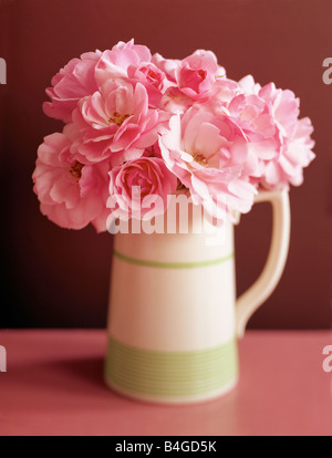 Roses rose blanc en pot sur fond rose Banque D'Images