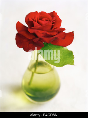 Rose rouge dans vase en verre vert Banque D'Images