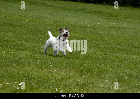 Les jeunes Parsons Terrier chien qui court à travers un champ d'herbe Banque D'Images