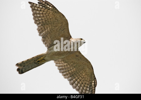 Shikra en vol Banque D'Images