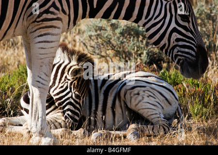 Une mère et son poulain zèbre Des Plaines (Equus quagga) dans le parc national d'Etosha, Namibie Banque D'Images