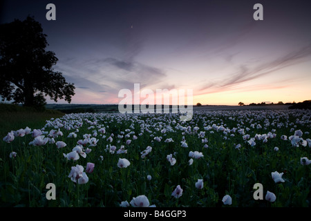 Coquelicots lilas au coucher du soleil, Brixworth, Northampton, Northamptonshire, England, UK Banque D'Images