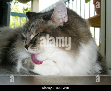 Cat licking paw. Banque D'Images