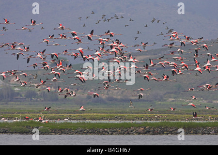 Flamant rose Phoenicopterus roseus troupeau volant au-dessus des marais salants à Kalloni Lesbos, Grèce en avril. Banque D'Images