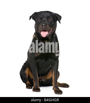 Rottweiler devant un fond blanc Banque D'Images