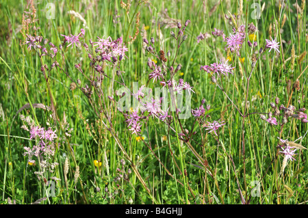 Ragged robin Lychnis flos-cuculi dans une galle Carmarthenshire organic meadow Banque D'Images