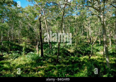 Forêt d'EUCALYPTUS PRÈS DE CANBERRA AUSTRALIE NOUVELLE GALLES DU SUD Banque D'Images