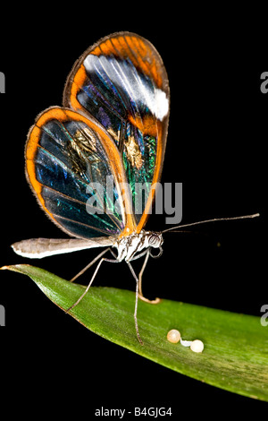 Glasswing butterfly Banque D'Images