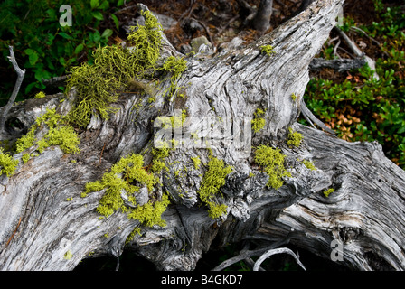 Couvert de mousse et de lichen journal altéré le long du sentier de randonnée Le parc national des Glaciers du Montana Banque D'Images