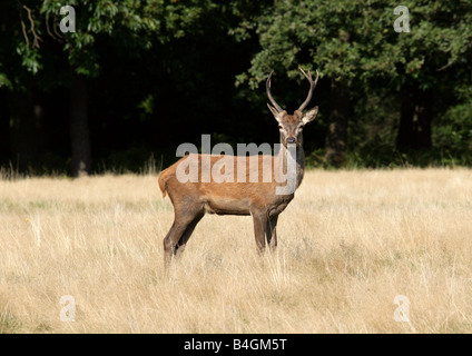 Jeune mâle Red Deer (Cervus elaphus Banque D'Images