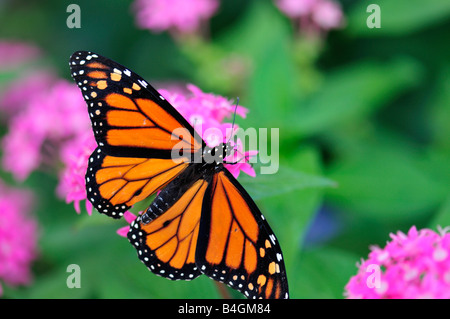 Papillon monarque mâle, Danaus plexippus, se nourrissant des fleurs de Pentas lanceolata en Oklahoma, Etats-Unis. Banque D'Images