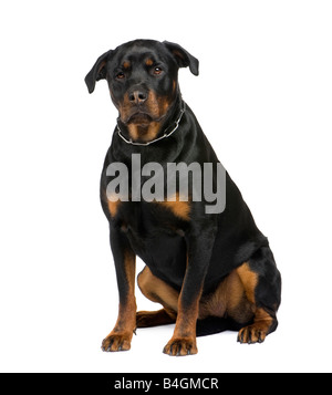 Rottweiler devant un fond blanc Banque D'Images