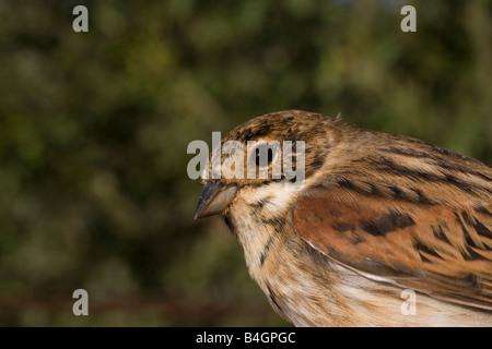 Emberiza schoeniclus Reed Bunting bird Rohrammer Banque D'Images