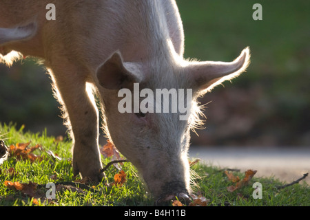 Profil de porc Banque D'Images