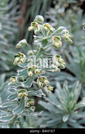 EUPHORBIA CHARACIAS WHITE SWAN Banque D'Images