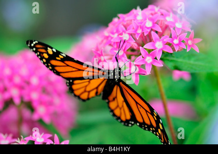 Papillon monarque mâle, Danaus plexippus se nourrissant de fleurs de Pentas lanceolata en Oklahoma, Etats-Unis. Banque D'Images