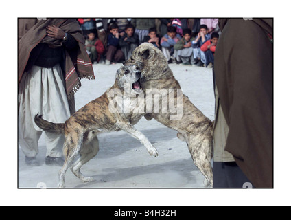 Les combats d'animaux combats de chiens à Kaboul Afghanistan Décembre 2001 Mirrorpix Banque D'Images