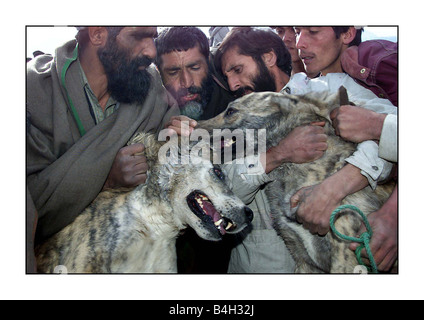 Les combats d'animaux combats de chiens à Kaboul Afghanistan Décembre 2001 Mirrorpix Banque D'Images