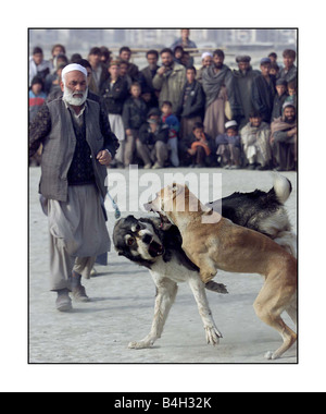 Les combats d'animaux combats de chiens à Kaboul Afghanistan Décembre 2001 Mirrorpix Banque D'Images