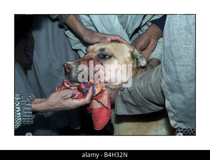 Les combats d'animaux combats de chiens à Kaboul Afghanistan Décembre 2001 Mirrorpix Banque D'Images