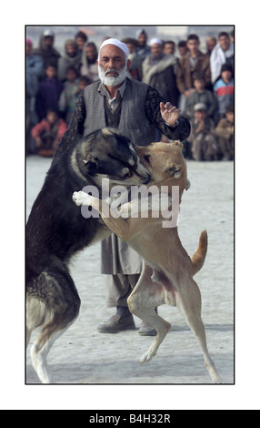 Les combats d'animaux combats de chiens à Kaboul Afghanistan Décembre 2001 Mirrorpix Banque D'Images