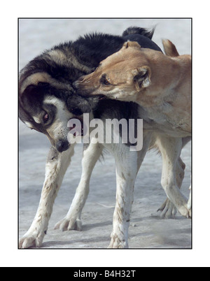 Les combats d'animaux combats de chiens à Kaboul Afghanistan Décembre 2001 Mirrorpix Banque D'Images