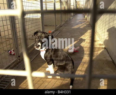 Chiens abandonnés à la canine Ringo national defence league Shoreham Sussex Janvier 2002 Mirrorpix Banque D'Images