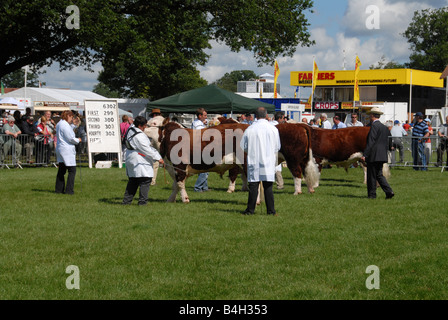 Taureaux Hereford dans jidging Stoneleigh Warwickshire Royal Show ring Banque D'Images