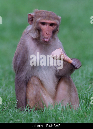 Un singe rhésus pris de manger un cornet de crème glacée à Blair Drummond Safari Park circa 1996 Banque D'Images