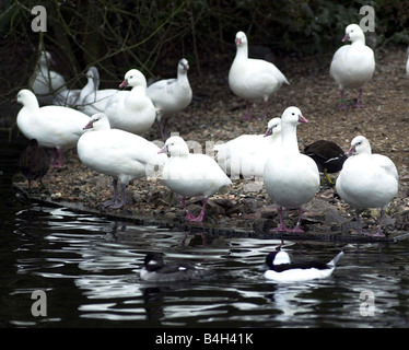 Castle Espie Wildfowl and Wetlands Centre Octobre 2002 Des Neiges au centre de l'eau par les oiseaux Banque D'Images