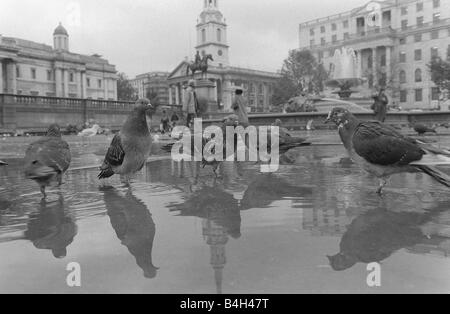 Pigeons oiseaux Trafalgar Square Londres Octobre 1982 L'heure du bain pour les pigeons marche à travers une flaque de pluie à Trafalgar Square Banque D'Images